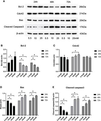 Cdc42 upregulation under high glucose induces podocyte apoptosis and impairs β-cell insulin secretion